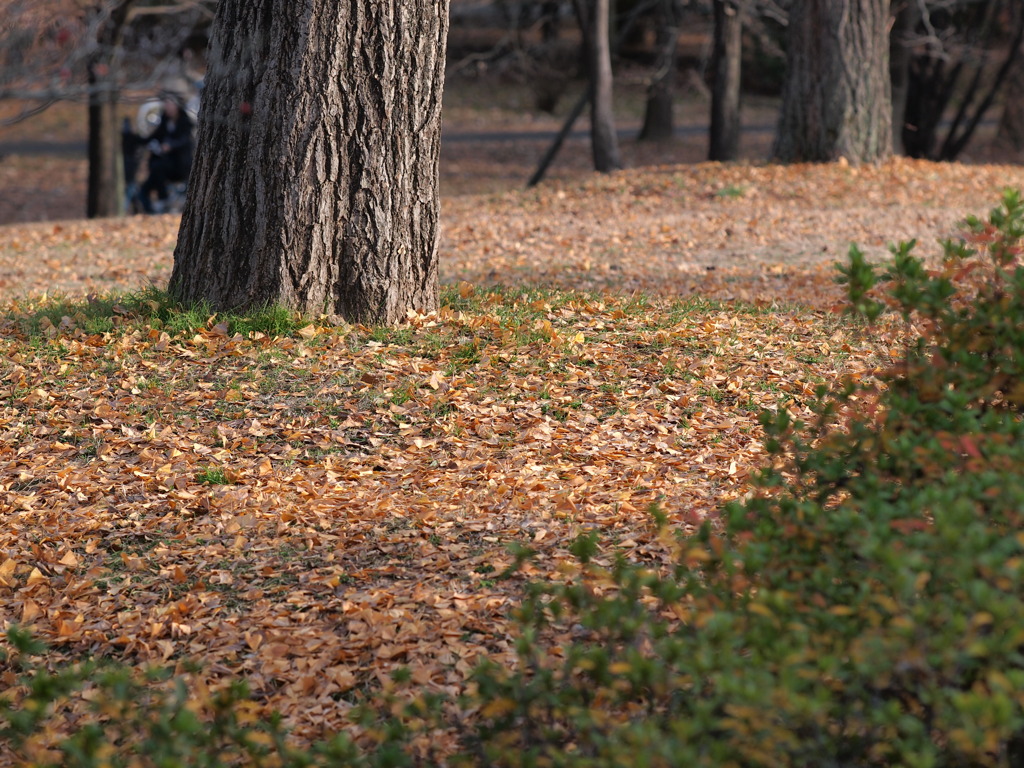 １２月１２日昭和記念公園
