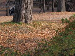 １２月１２日昭和記念公園