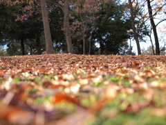 １２月１２日昭和記念公園