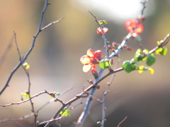 １２月１２日昭和記念公園