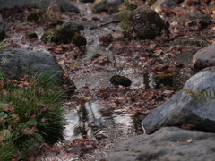 １２月１２日昭和記念公園