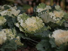 １２月１２日昭和記念公園