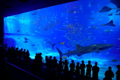 ちゅら海水族館