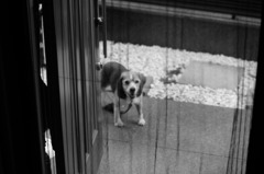 犬3