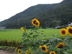 もうすぐ実りの季節が