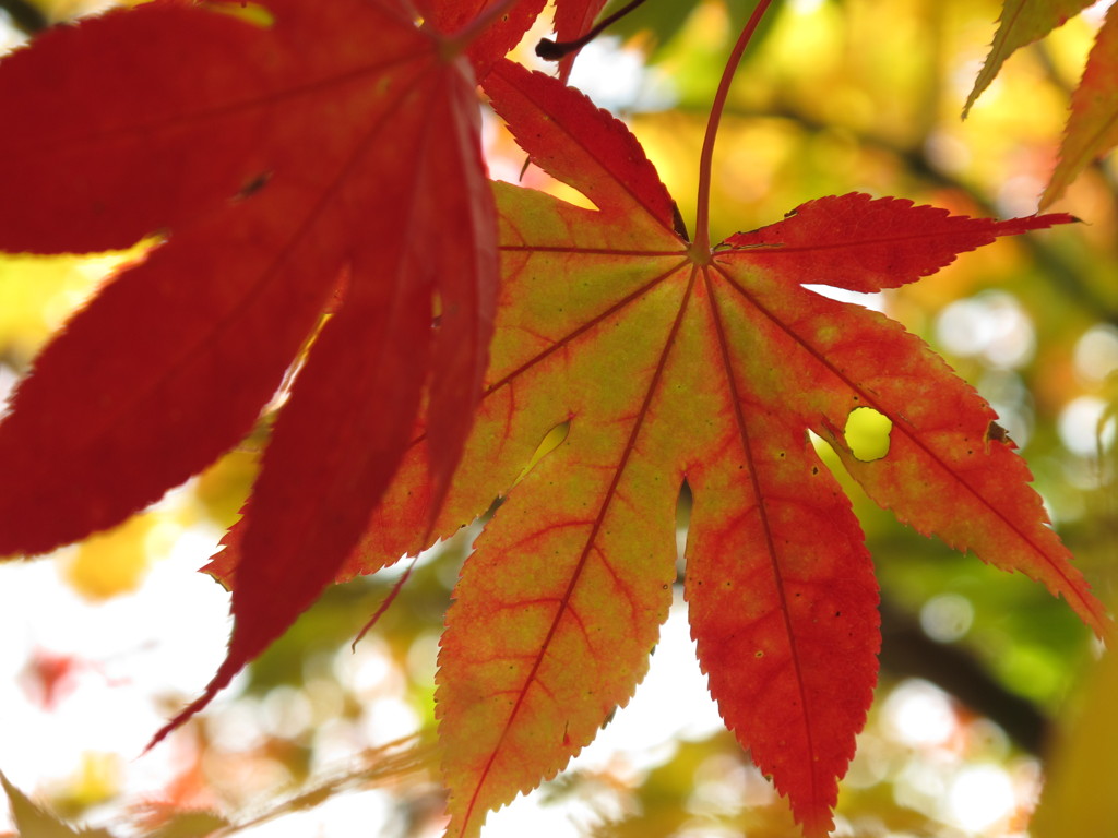 紅葉未満