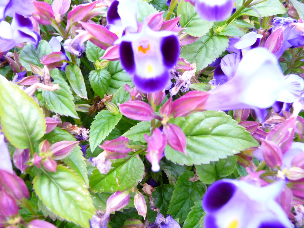食虫植物？大きく開いた口が恐い