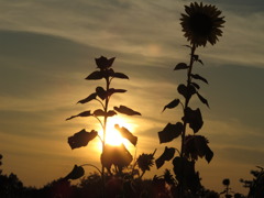 夕闇に染まる