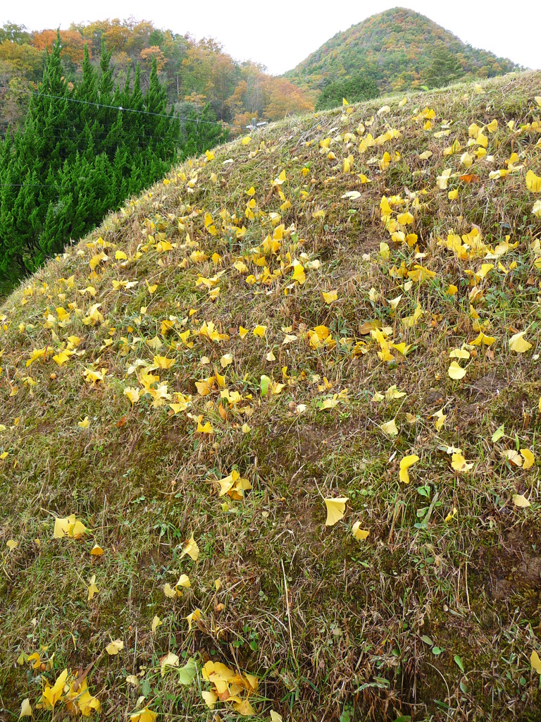 イチョウの芽が