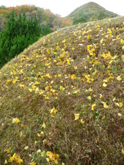 イチョウの芽が