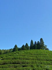 お茶畑