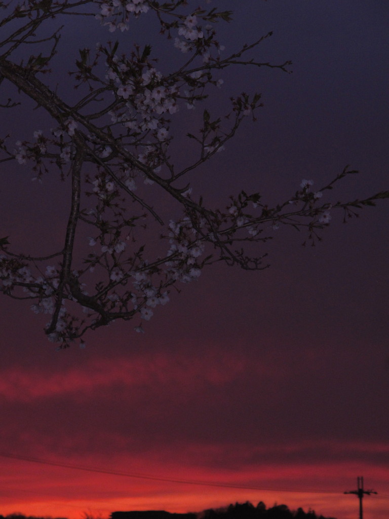 闇の桜