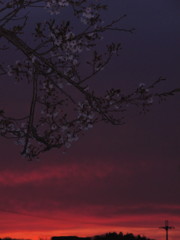 闇の桜