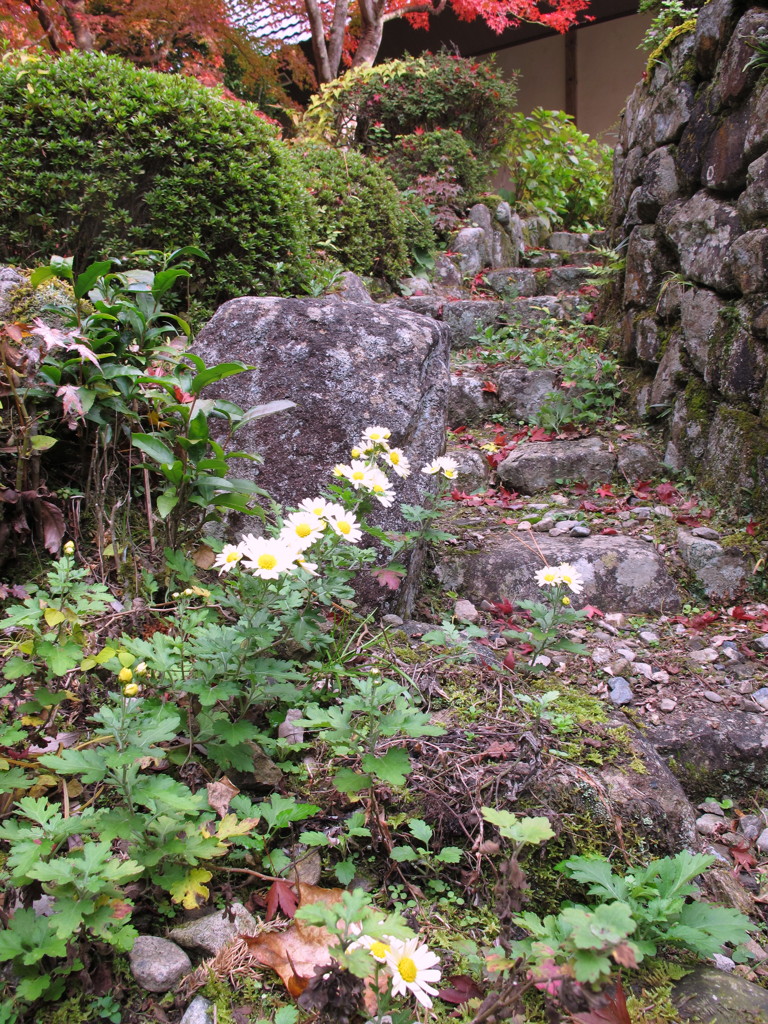 何故か紅葉より枯れ葉が気になるのは？