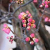IMG_0064_1