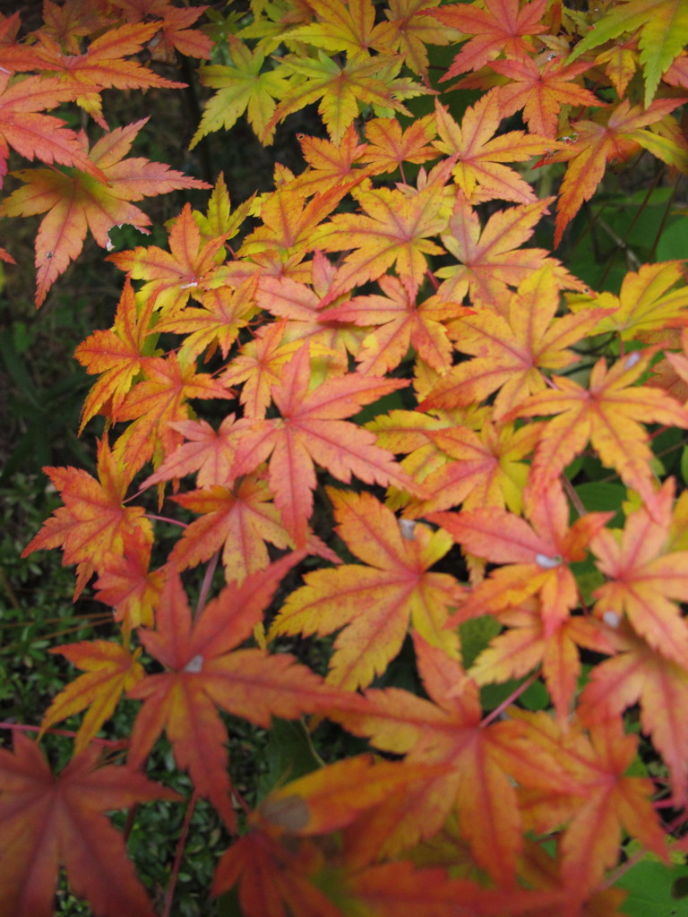 知らないけど　不思議な紅葉