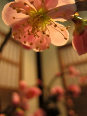 桃色傘