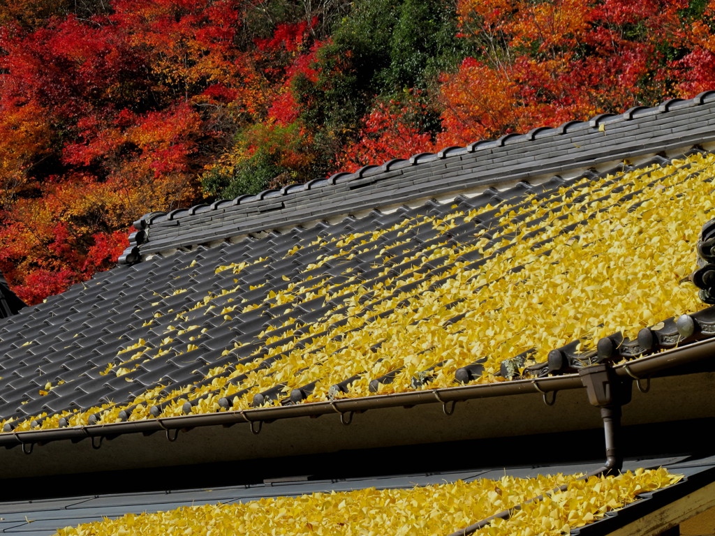 紅葉もお友達