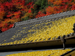 紅葉もお友達