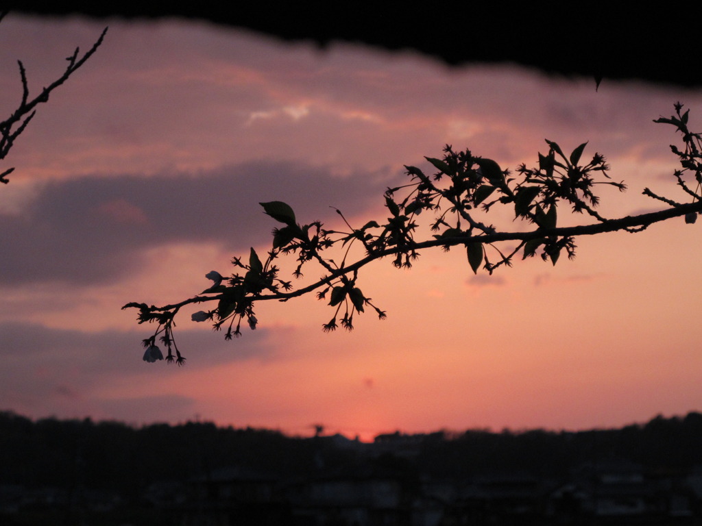 落桜