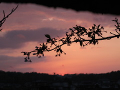 落桜