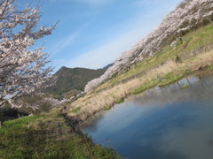 サクラ道