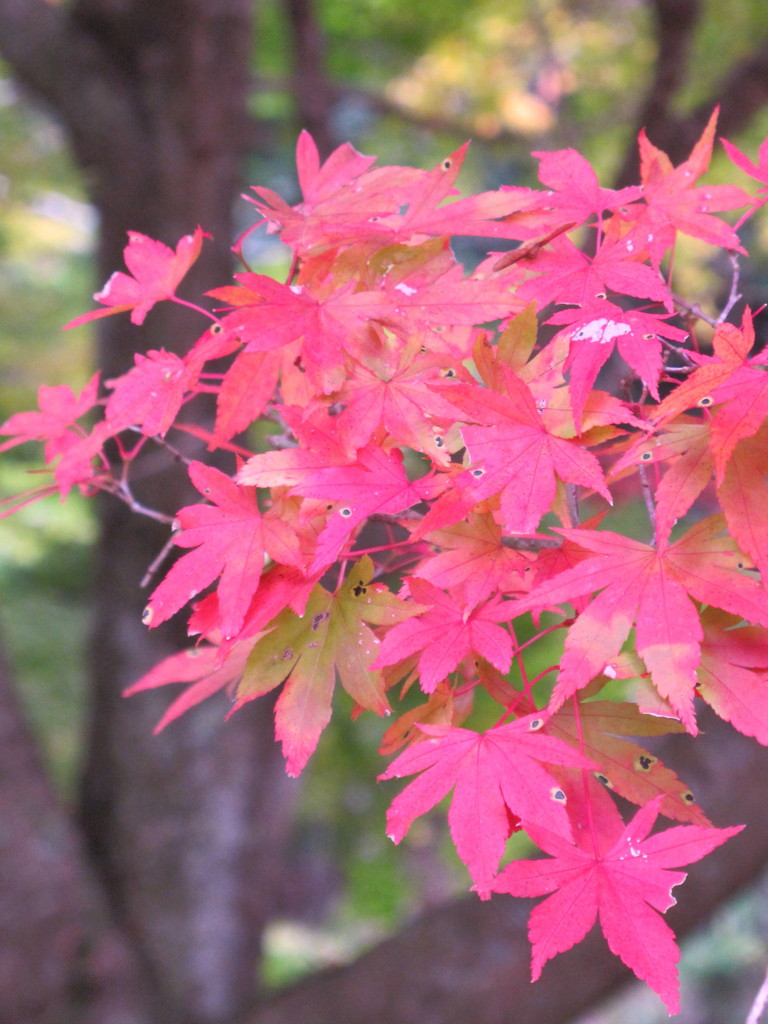不思議な色の紅葉