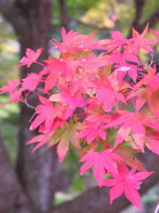 不思議な色の紅葉