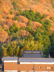 森森紅葉