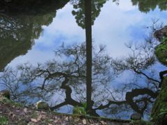 桜はどこに？