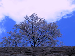 石垣と桜