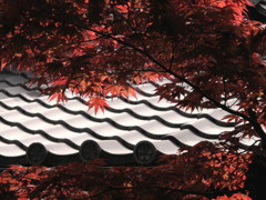 紅葉には早い？
