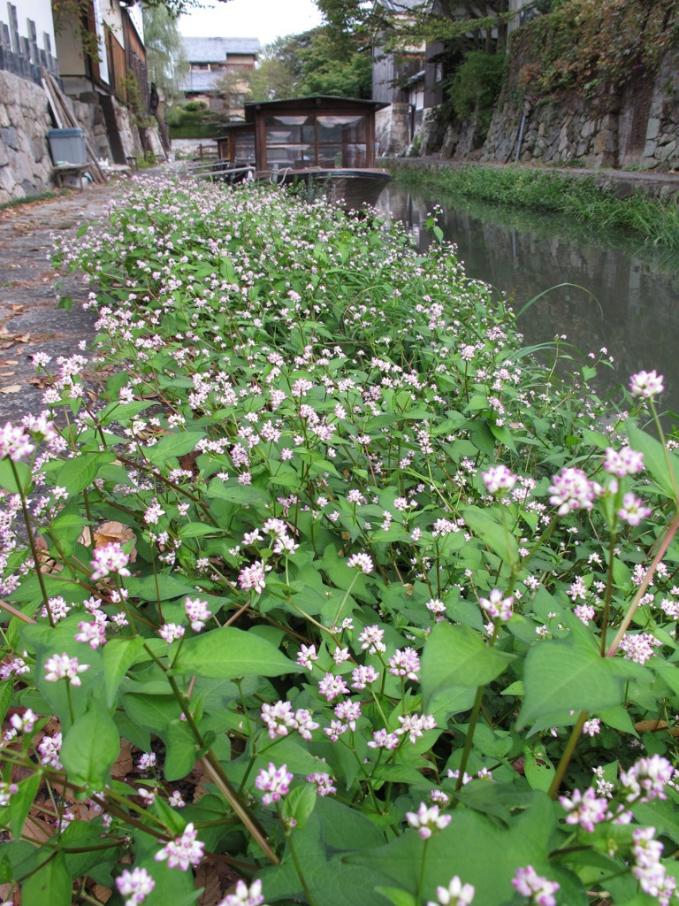 水郷の町　　パート３