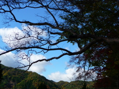 ぐぐっと伸び始めた