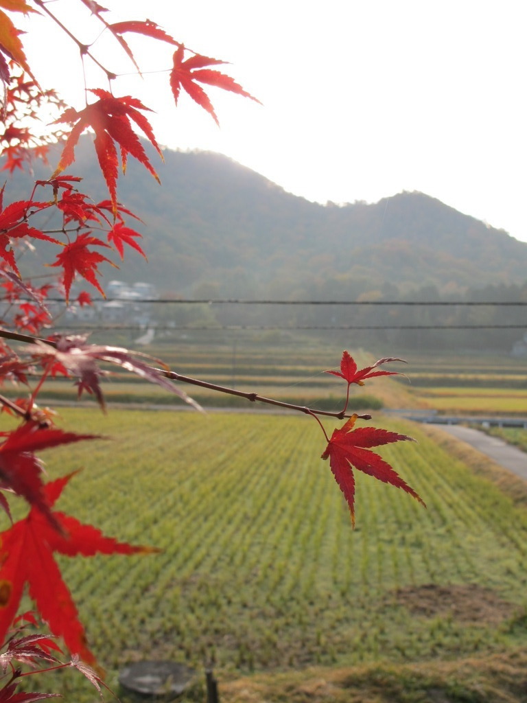のんびり田舎