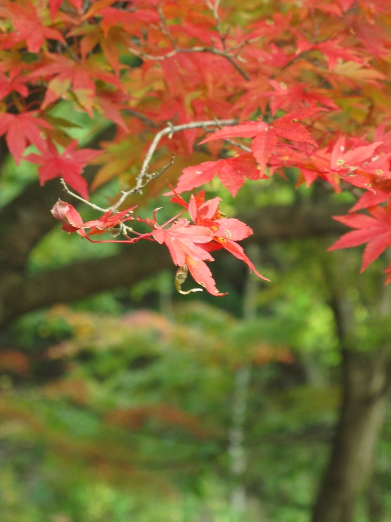 紅葉ってこんなに凄いのか