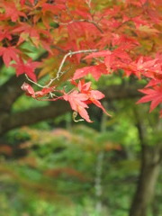 紅葉ってこんなに凄いのか