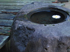 春待花
