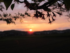天使の花弁