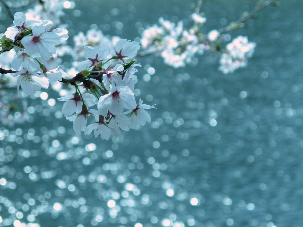 鴨の桜