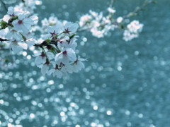 鴨の桜