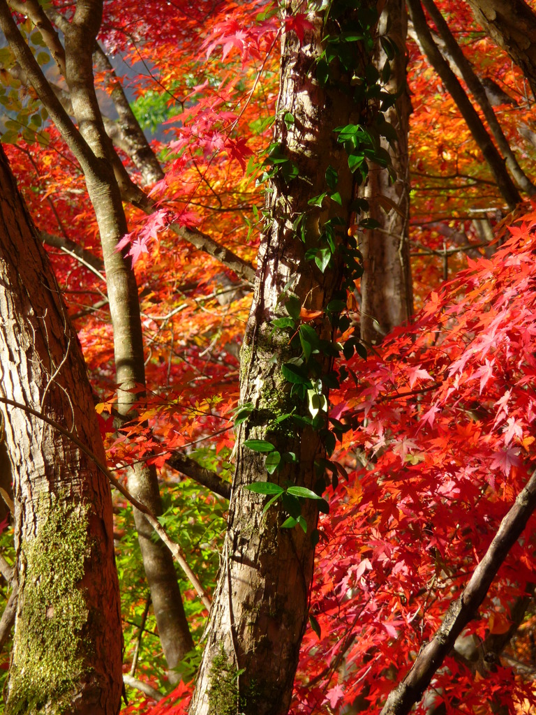 野性的な紅葉