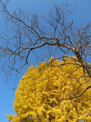 もうすぐ一面黄色い世界が