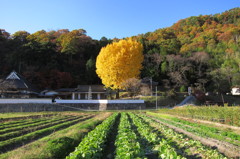 黄山