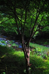 朝の日差し