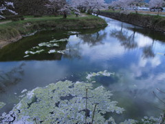 桜花弁