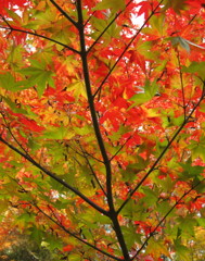 無念さを感じる紅葉