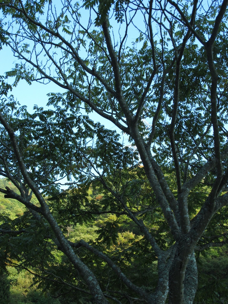 油絵のような樹木