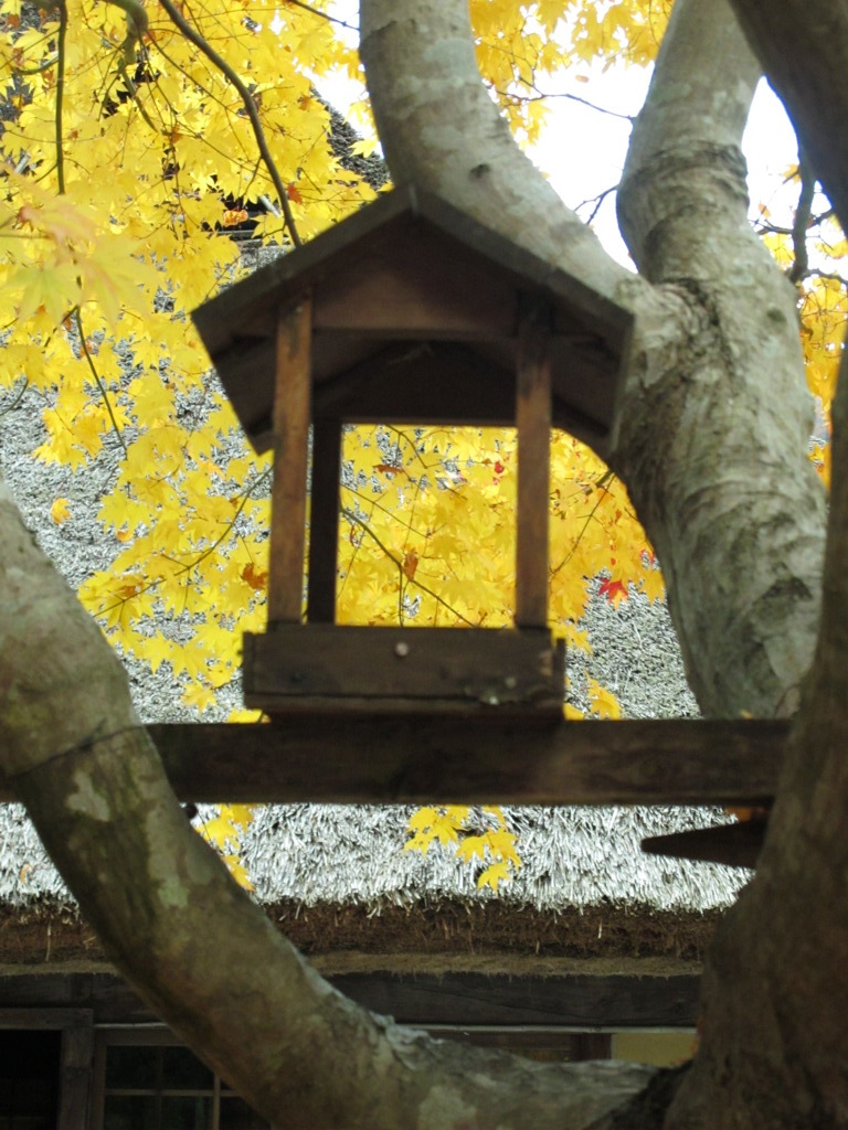 鳥小屋は留守でした！！