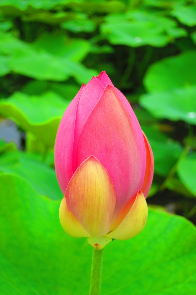紅一点